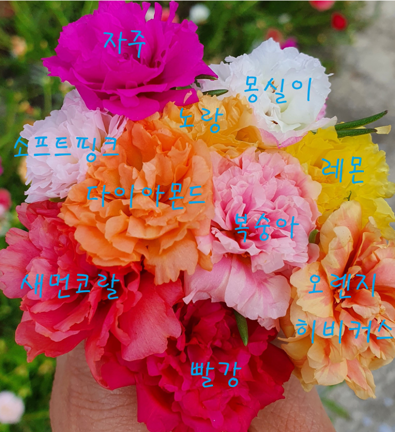 채송화정원 이미지