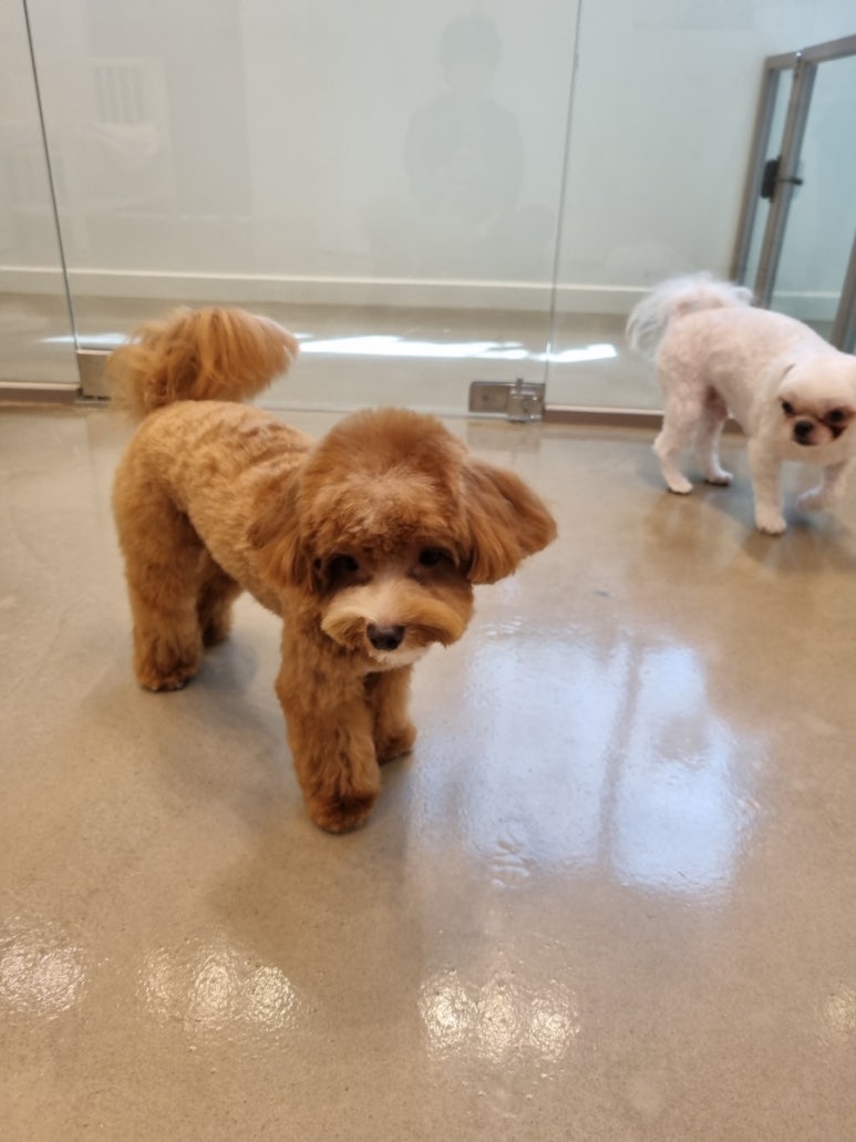 봉선동미용실다음 이미지