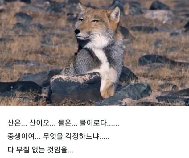 발빠닭 이미지