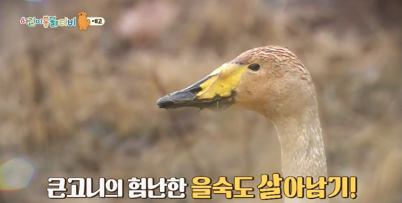 제인해일 이미지