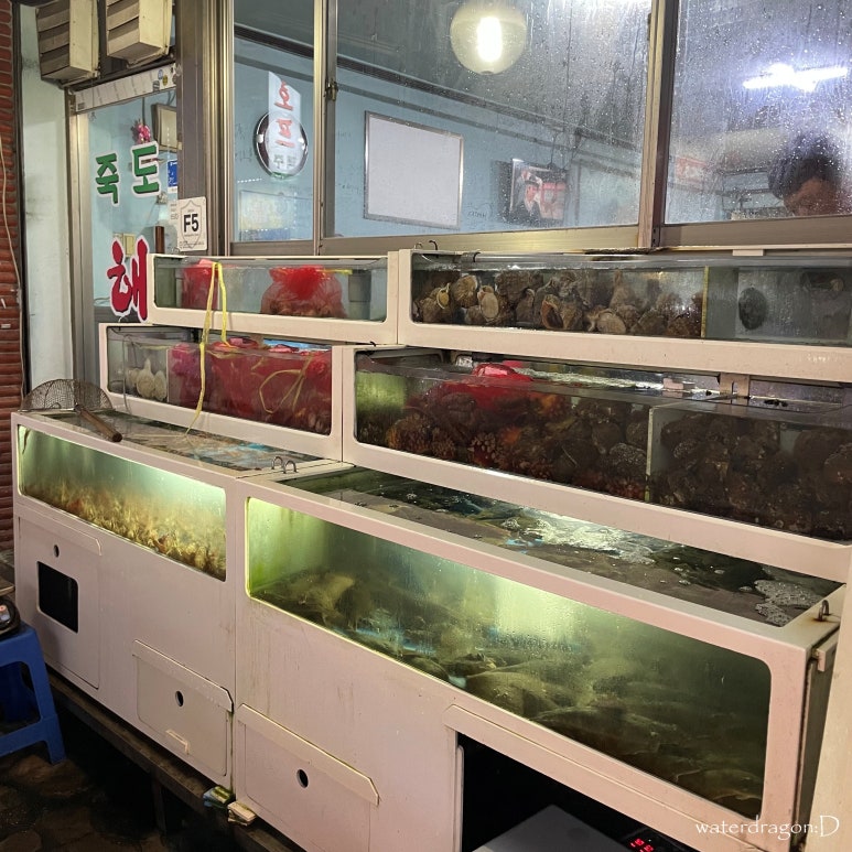 죽도해삼 이미지