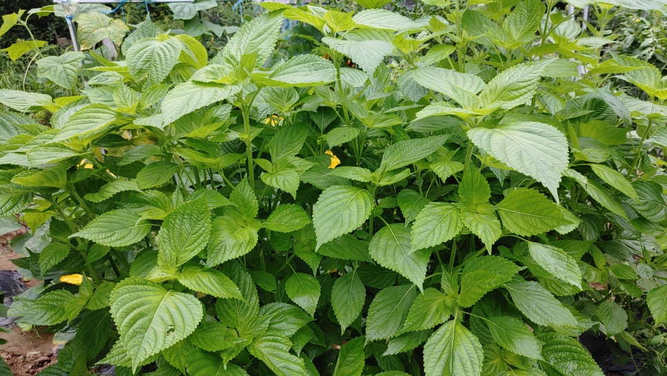 들깨파종시기 들깨심는시기, 깻잎 키우기 순치기 재배 방법 들깨 수확시기 : 네이버 블로그