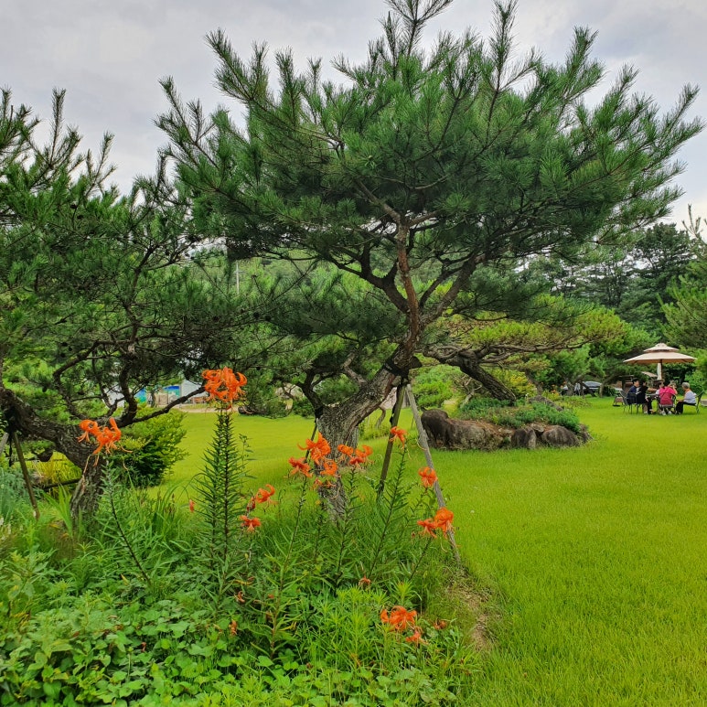 보성국민학교카페 이미지
