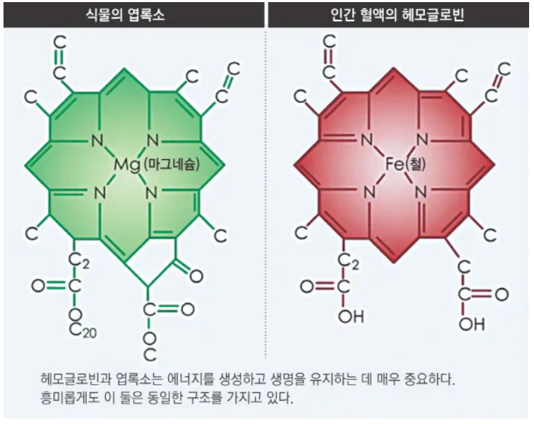 장수 엽록소 이미지