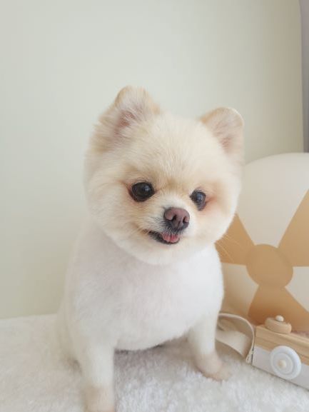 두루미컷 이미지