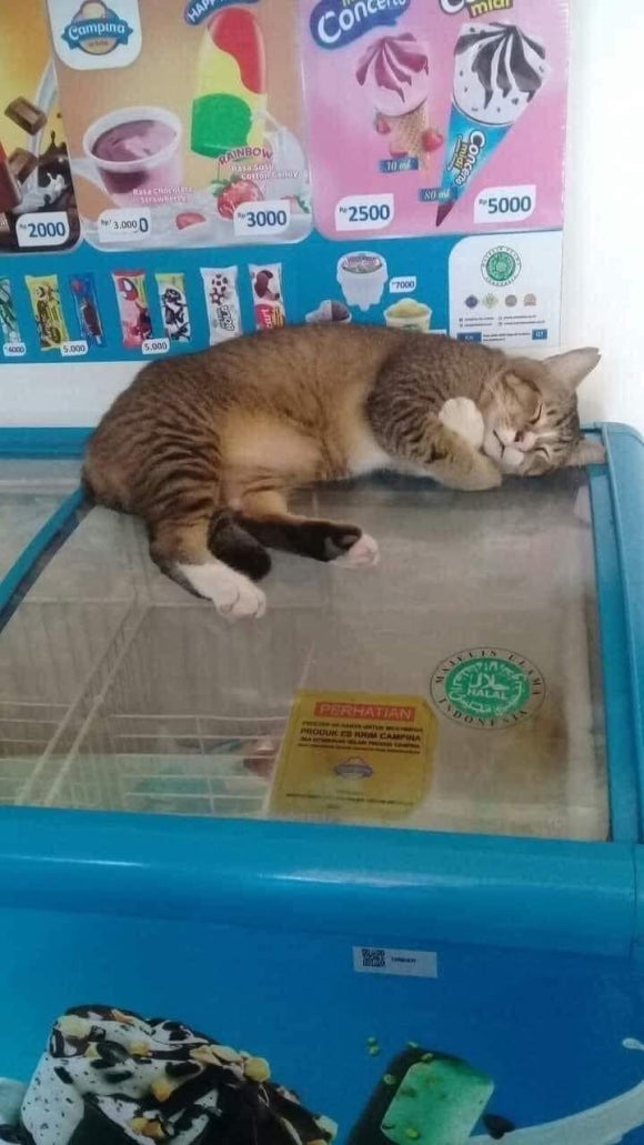 더빌리지샵 이미지
