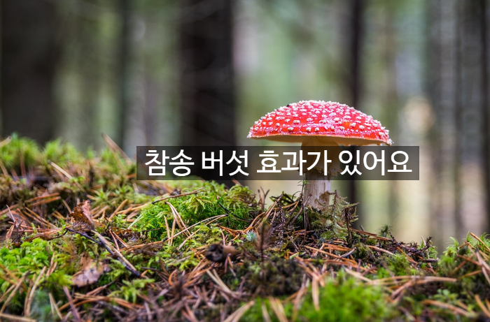 참송 이미지