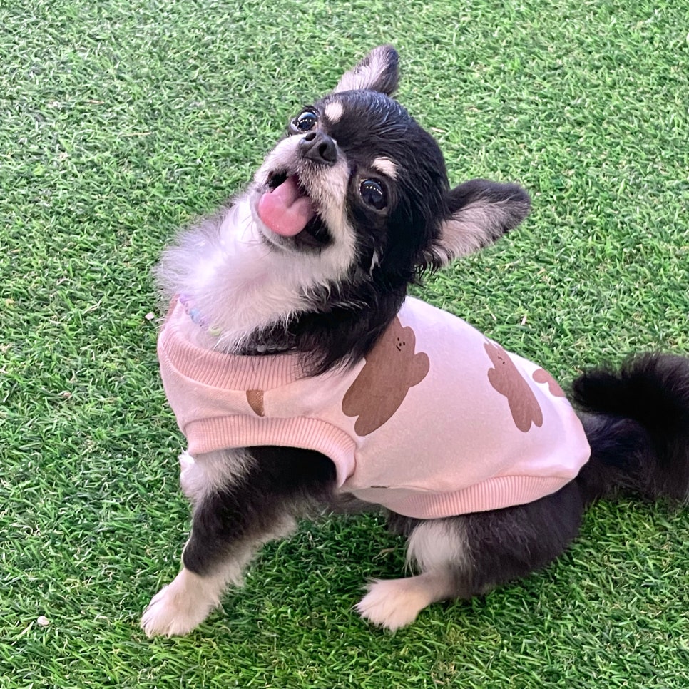리윗독 이미지