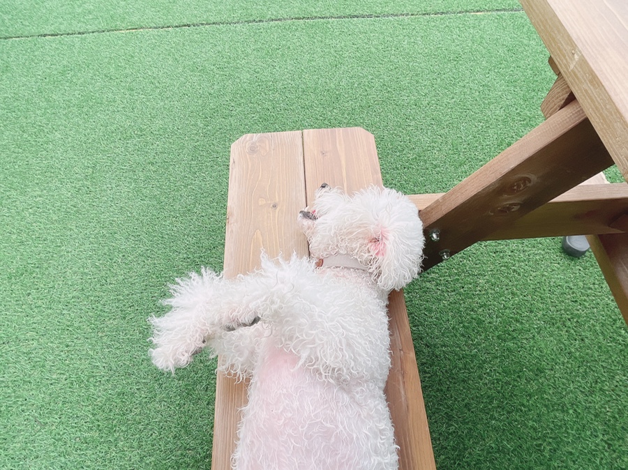 안성 애견 수영장, 워터파크급 시설과 깨끗한 물 경험 — 사진 18