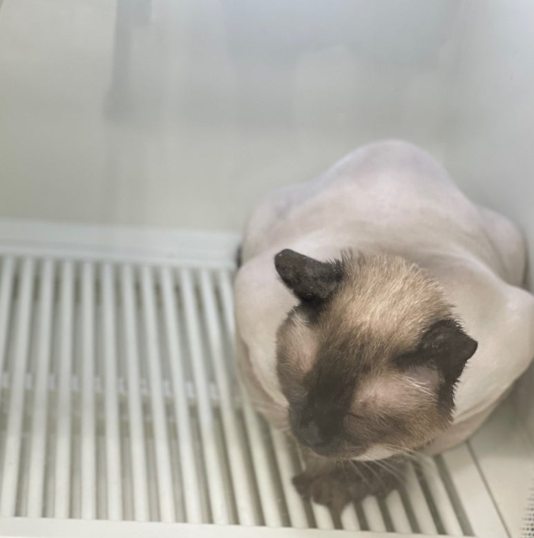포캣 이미지