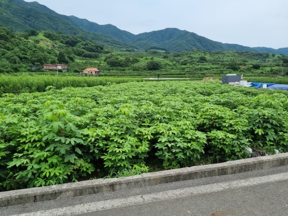 하동산초농장 이미지