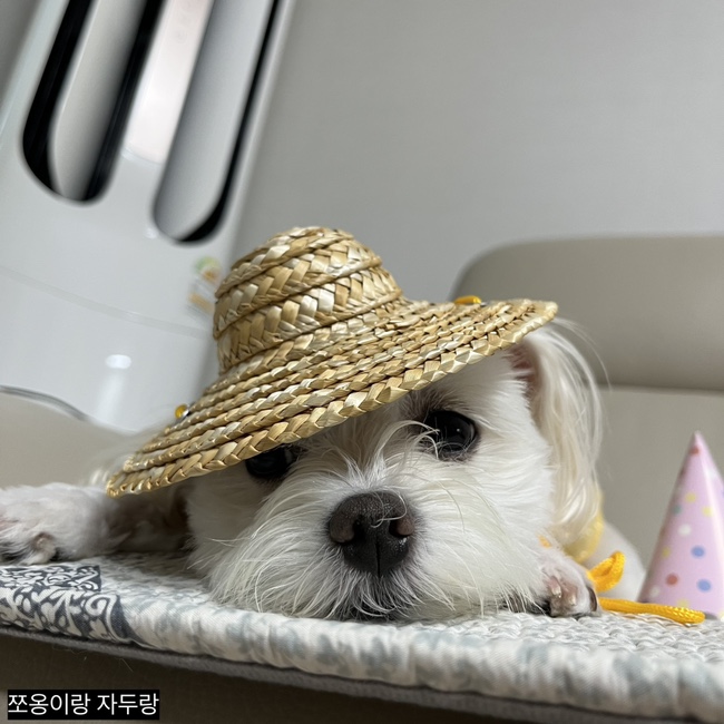 자두옷장 이미지
