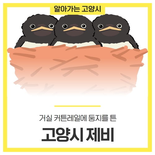 고양제비 이미지