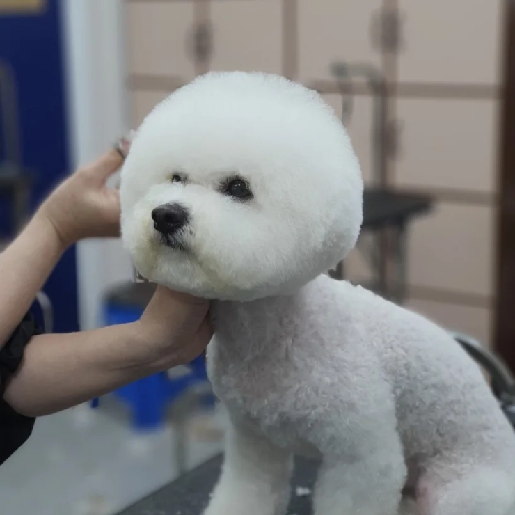 이현경애견미용학원 이미지