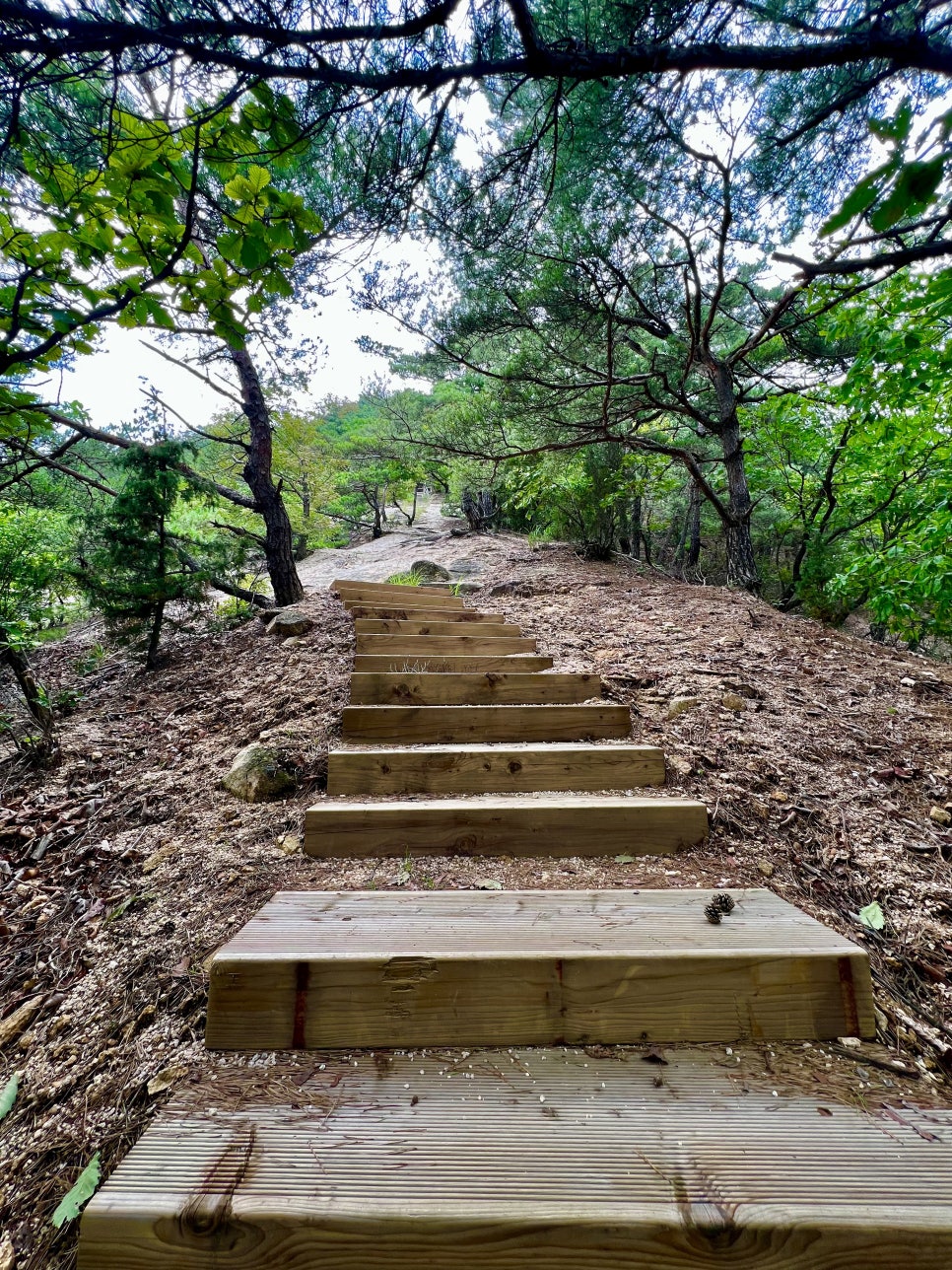 샛별초등학교 이미지