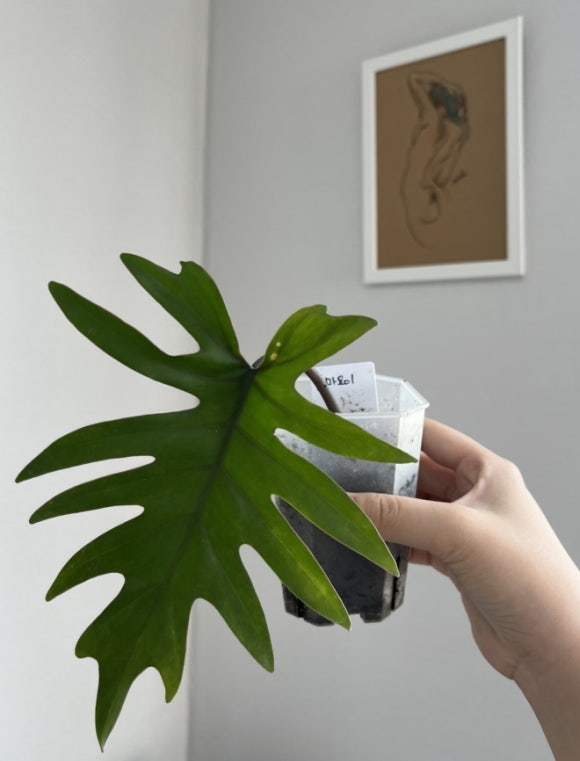 마요이(mayoi) 이미지