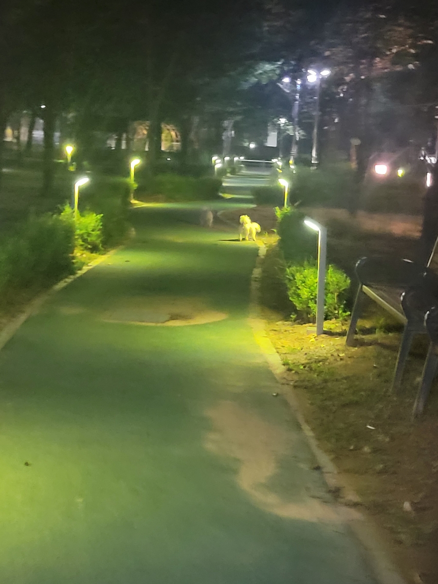 고고자매 이미지
