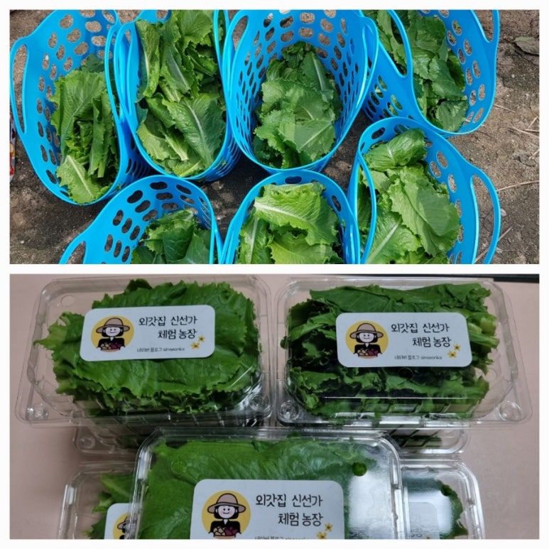 외갓집신선가 이미지