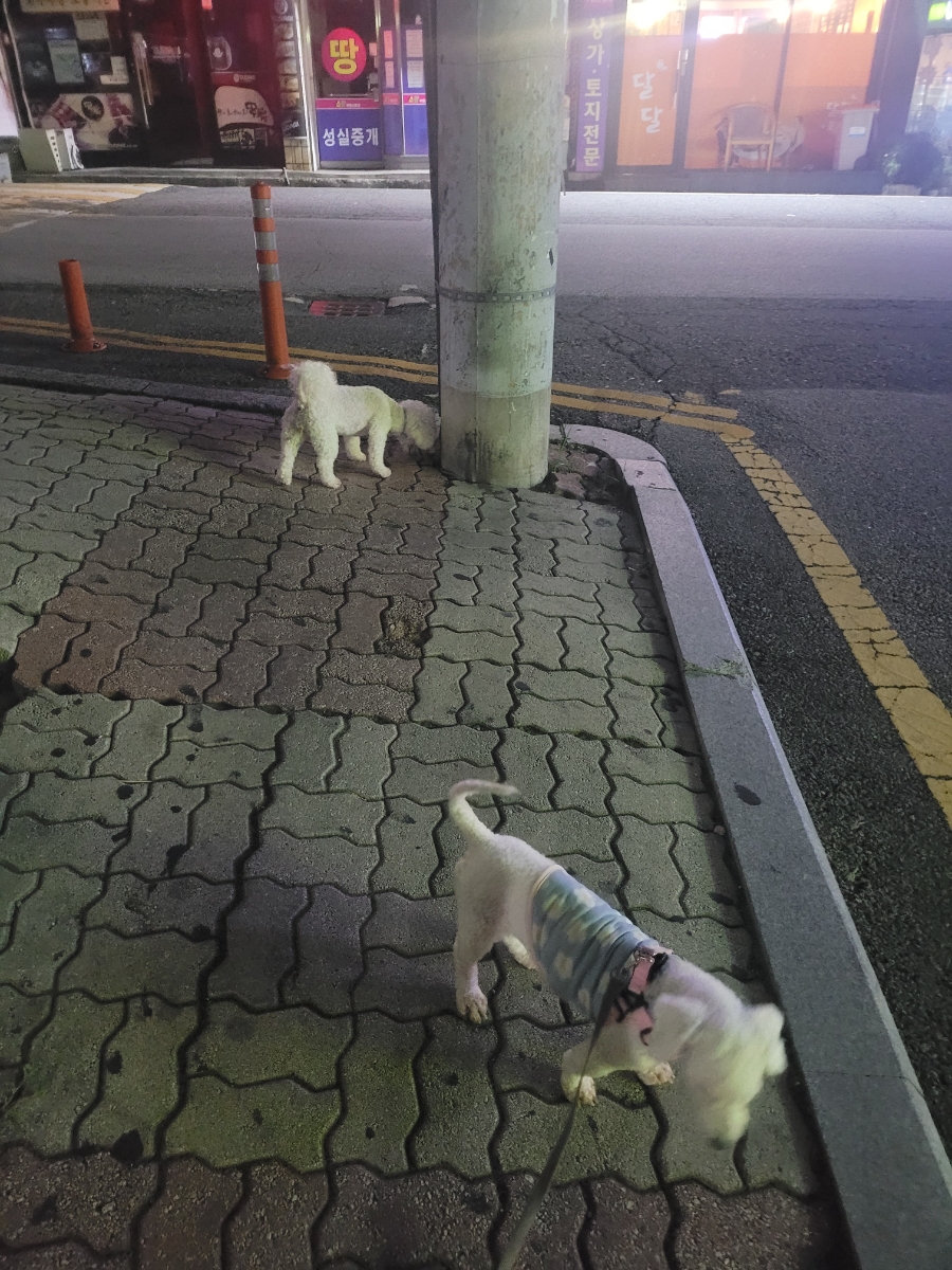 고고자매 이미지