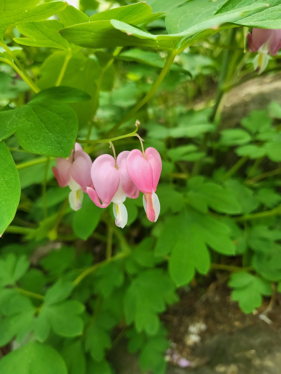 화담조경 이미지
