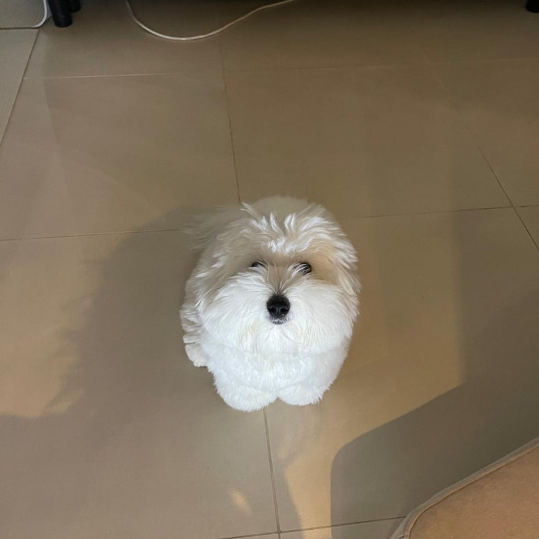 언니네 강아지 이미지