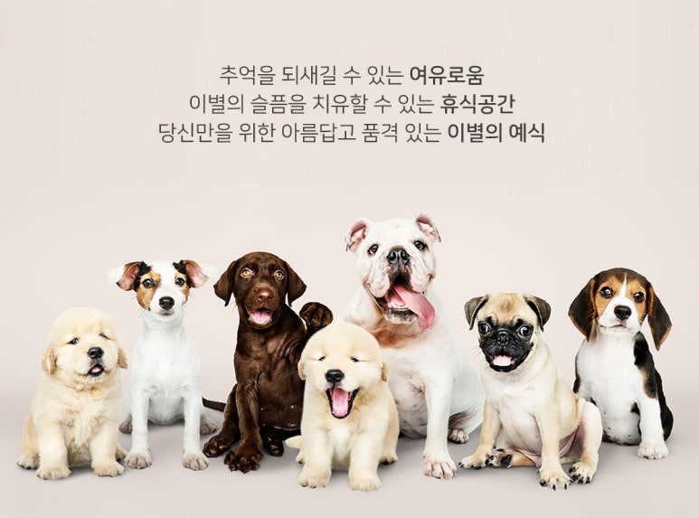태양라이프 이미지