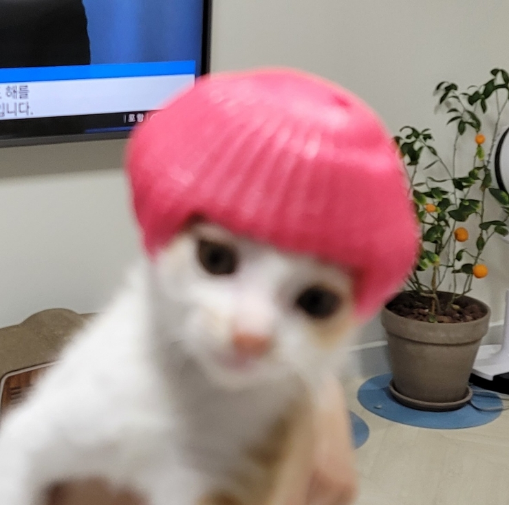 레오파트，클레오파트라 이미지