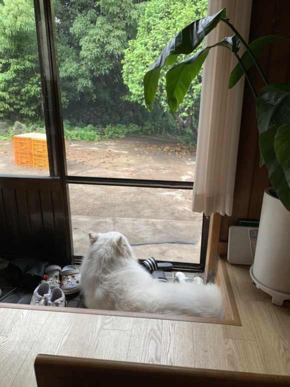 순애네 부엌 이미지
