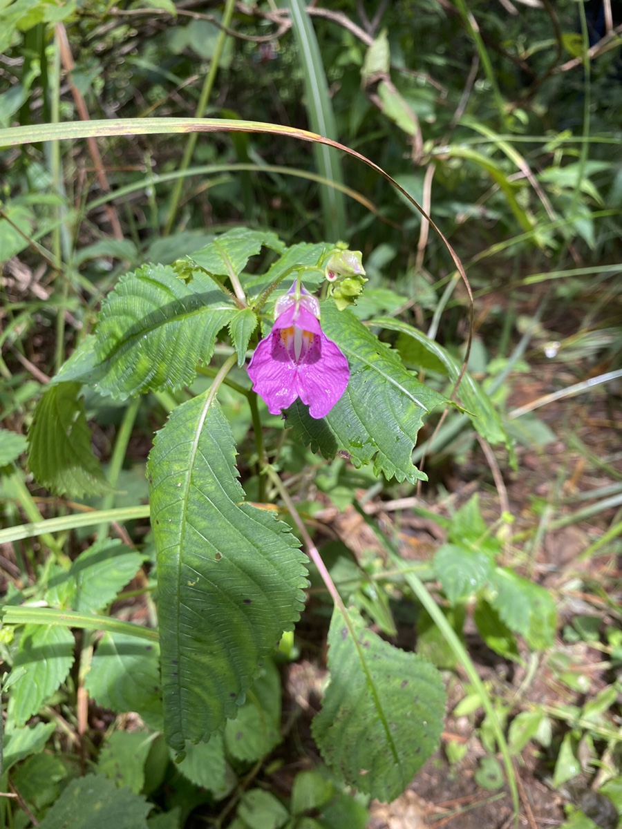 어비산 정상(829m) 이미지