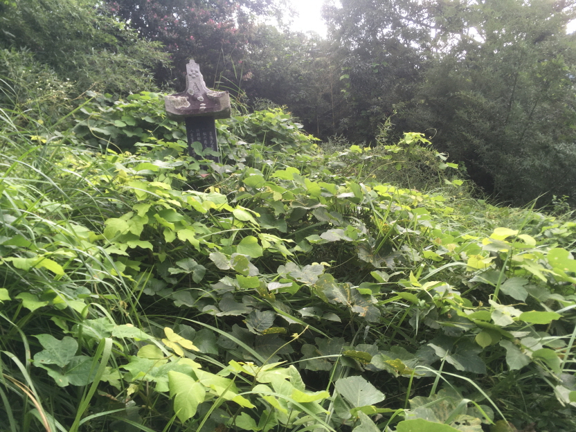 계룡산두꺼비 이미지