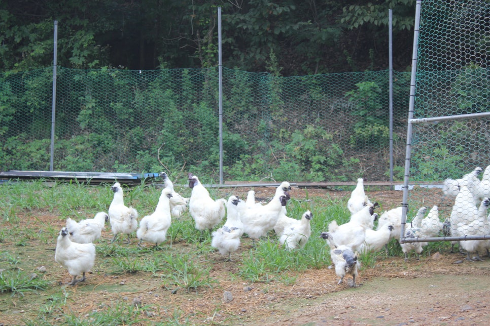 백봉오골계법인 이미지
