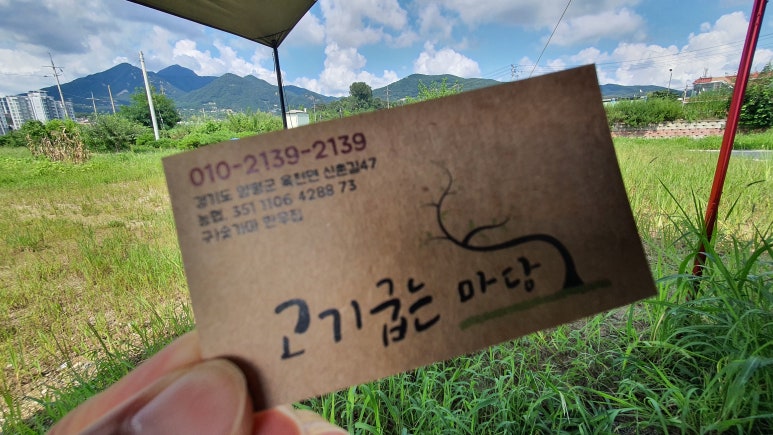 백안전기 이미지
