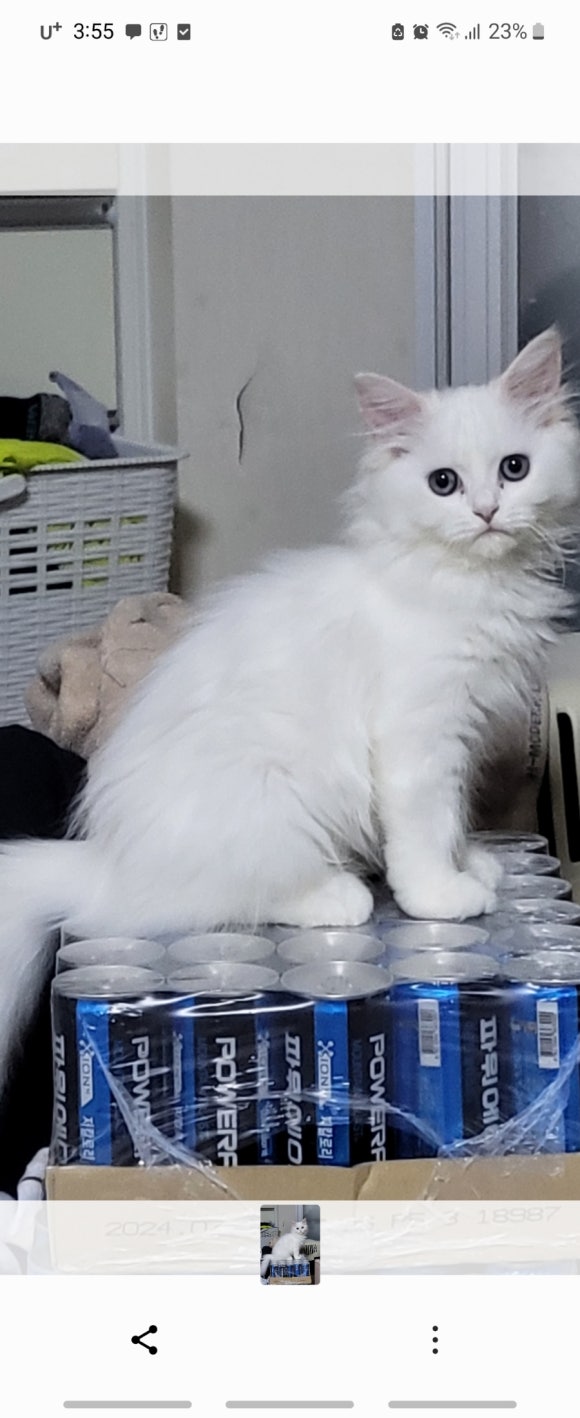 거시기함흥냉면 이미지