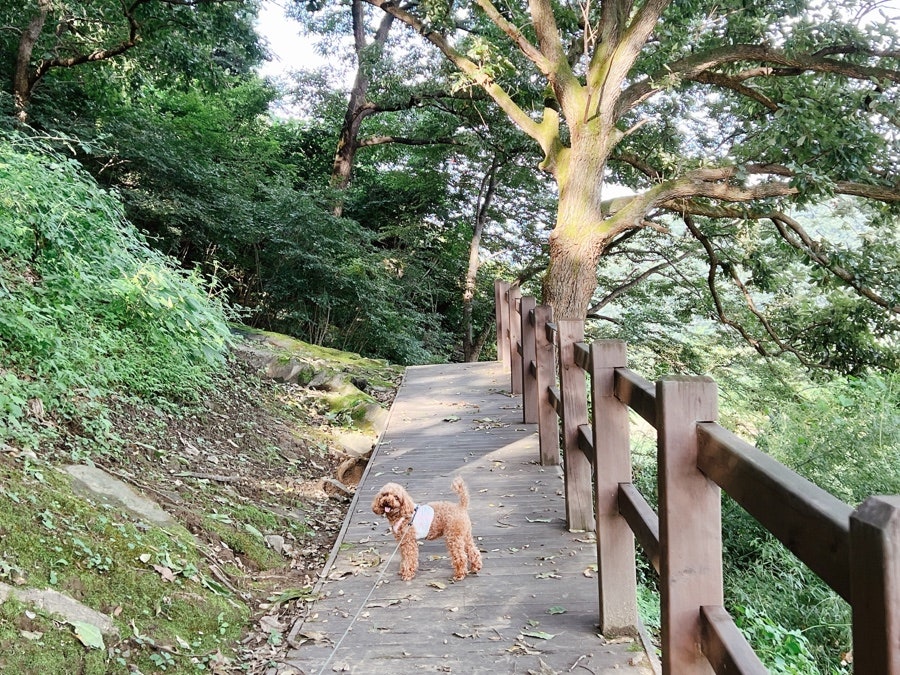 이지도예 이미지