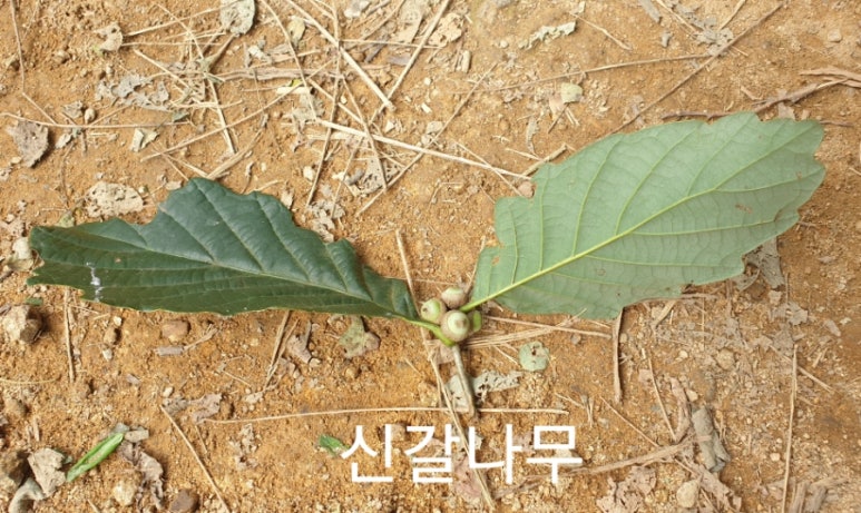 참나무 3형제 이미지