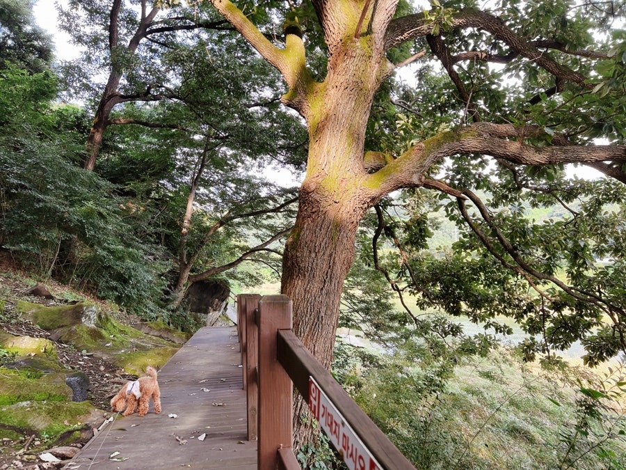 이지도예 이미지