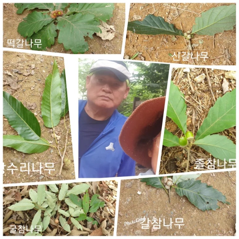 참나무 3형제 이미지