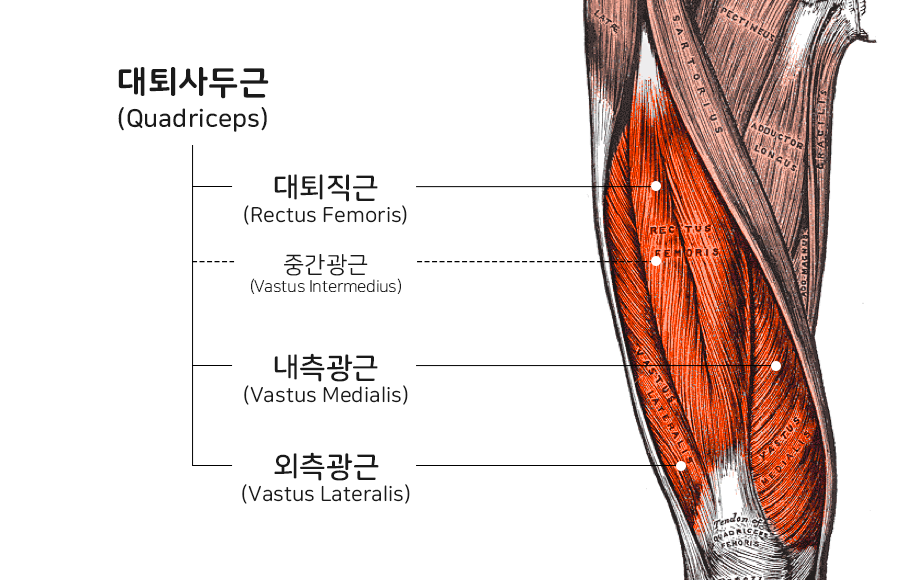 성신여대헬스장 하체 근육 부위 별 명칭 및 역할! (대퇴사두근, 내전근…