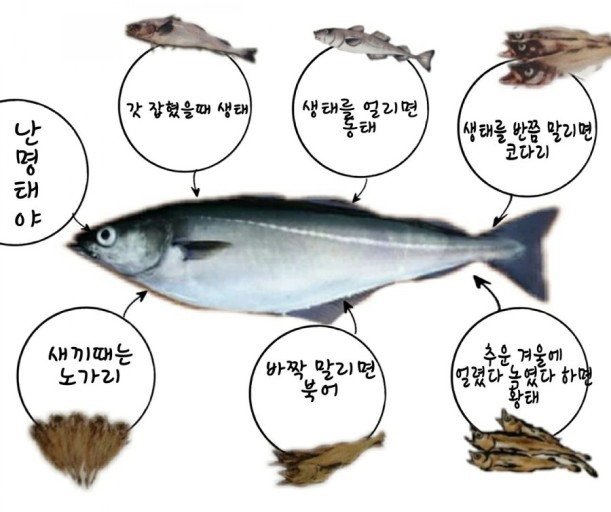개금코다리 이미지