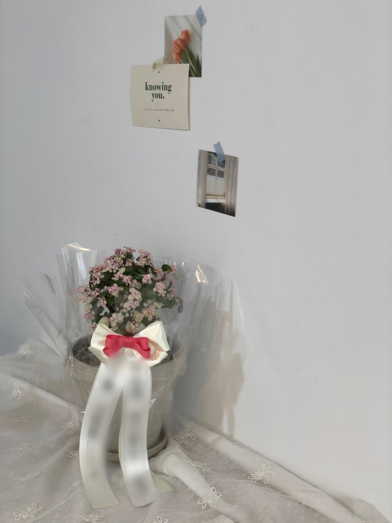 꽃소담 이미지