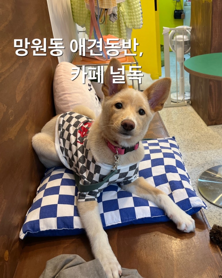 널독(NERDOG) 이미지