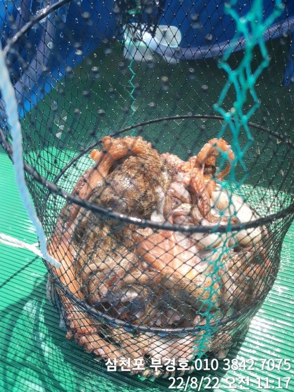 부경호 이미지
