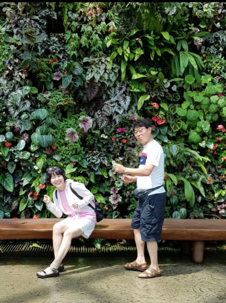 디멜로케이크 이미지