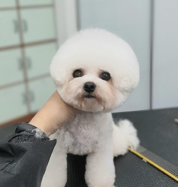 이현경애견미용학원 이미지