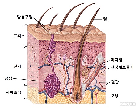 지엘화장품 이미지