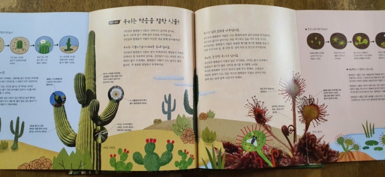 오케이선인장 이미지