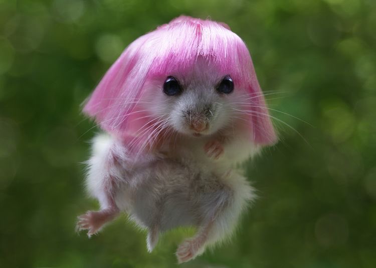 디아이에스 이미지