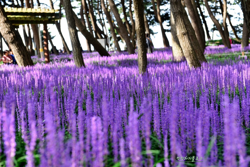곰솔주단 이미지