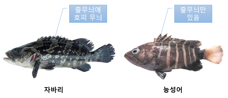 왕바리유통 이미지
