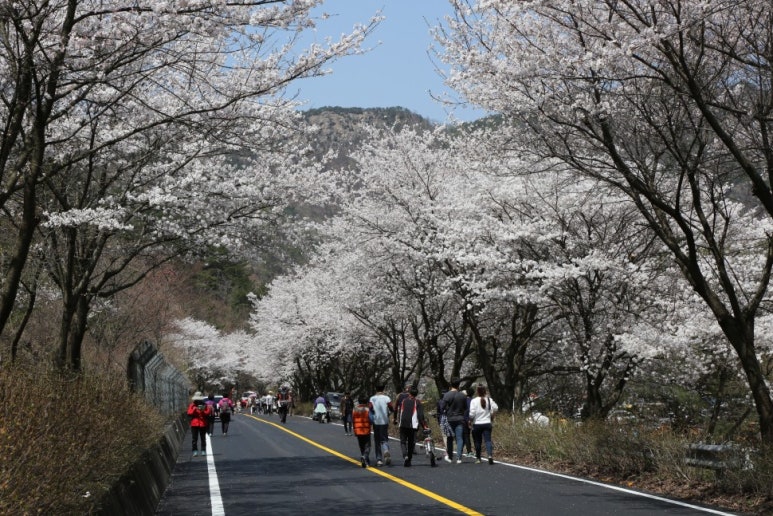 산꽃벚꽃오토캠핑장 이미지